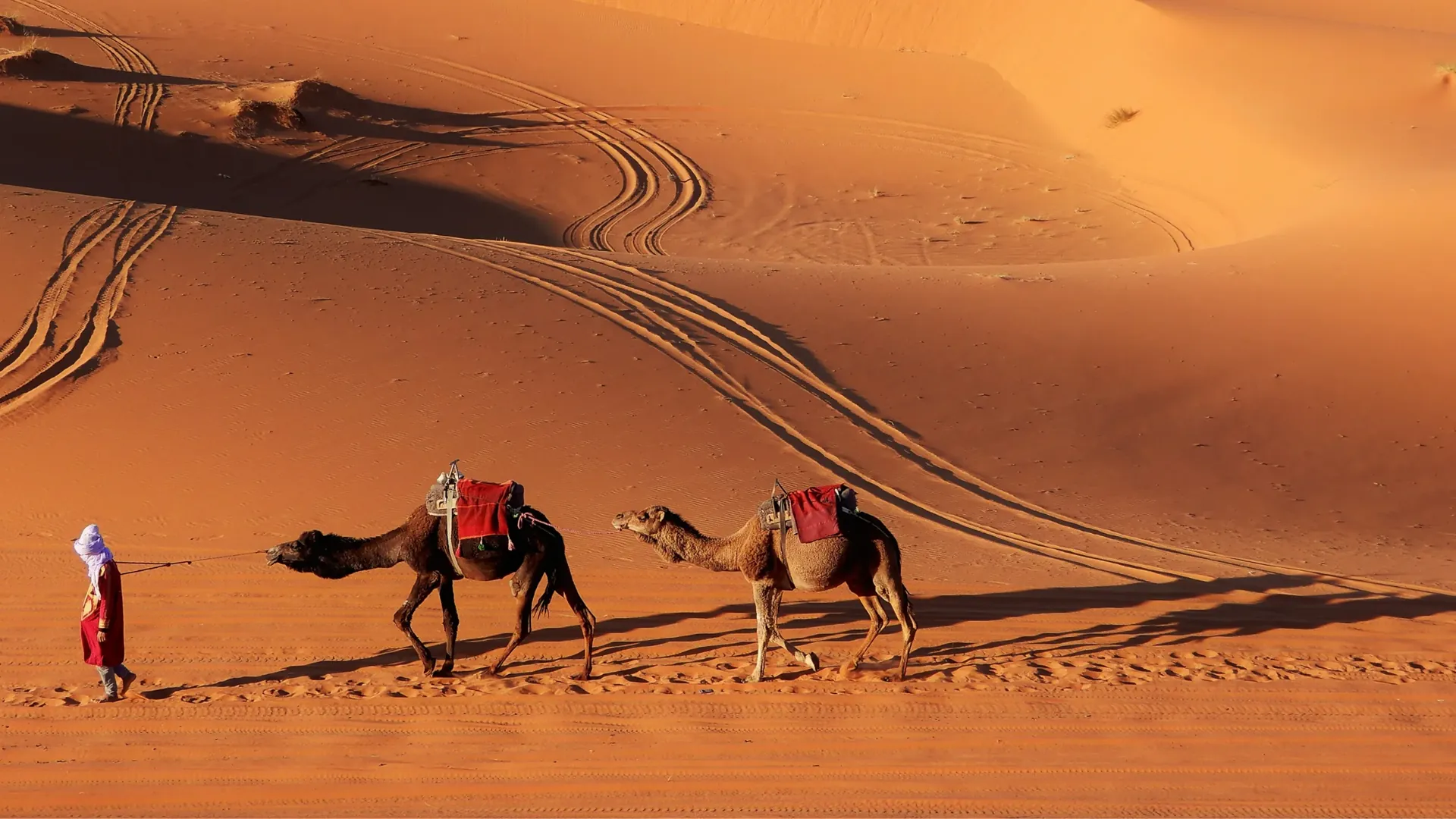 Camel caravan crossing the golden dunes at sunset