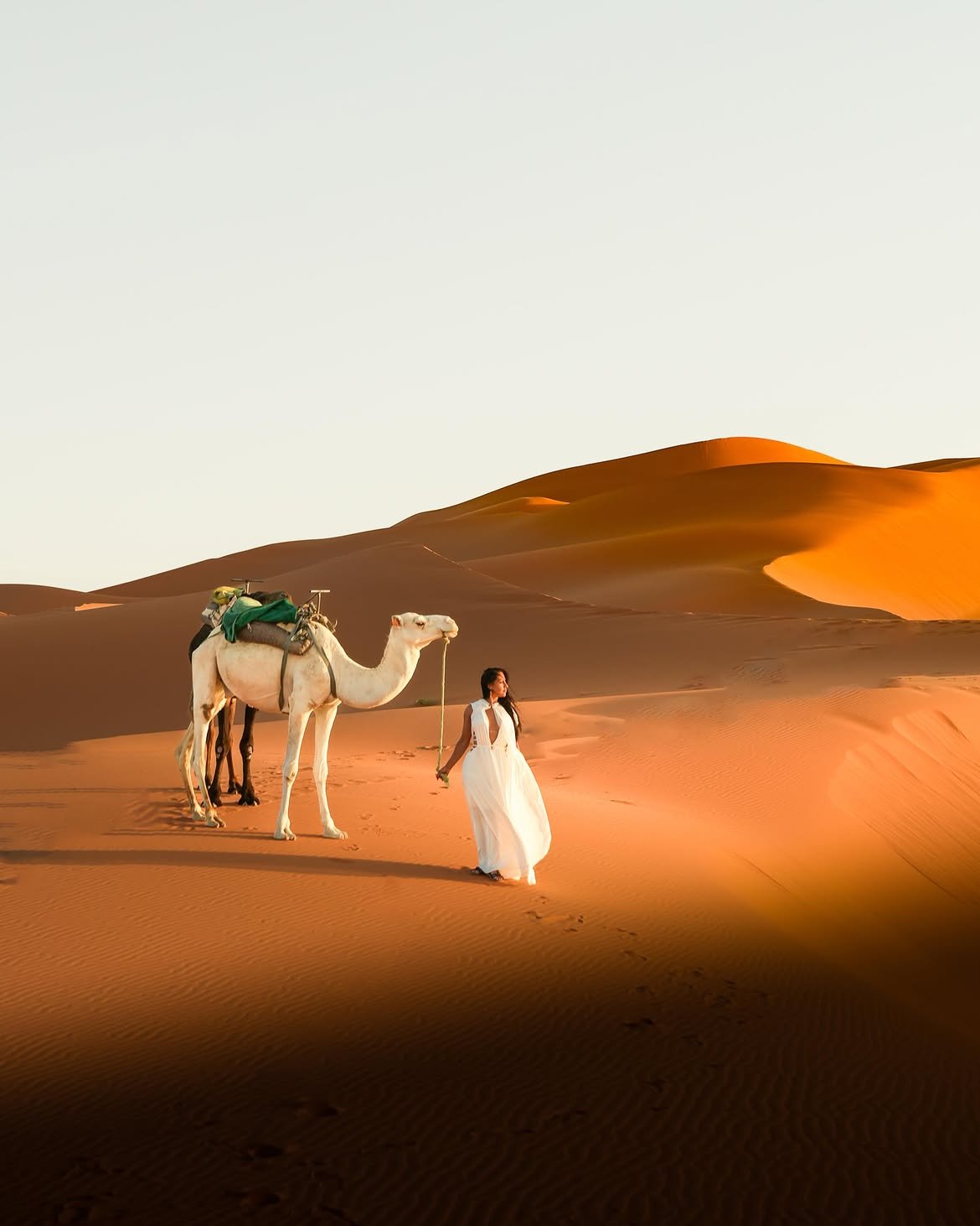 A traveller with a white camel on the golden Merzouga dunes at sunset