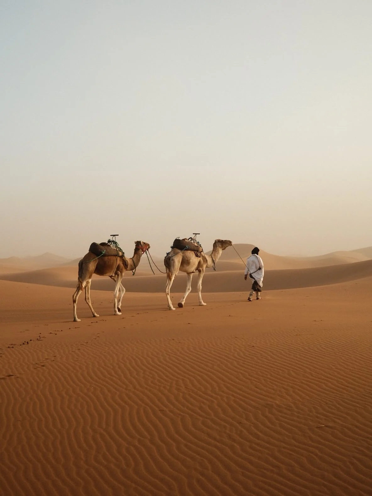 Nomade berbère guidant deux chameaux sur les dunes de Merzouga